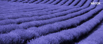 Xerox Genuine ® C230 Color Printer/C235 Color Multifunction Printer Magenta Standard capacity Toner Cartridge (1500 Pages) - 006R04385