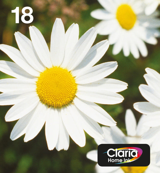 Epson Daisy 18 Claria Home Multipack 4-colours EasyMail ink cartridge, black, cyan, magenta and yellow