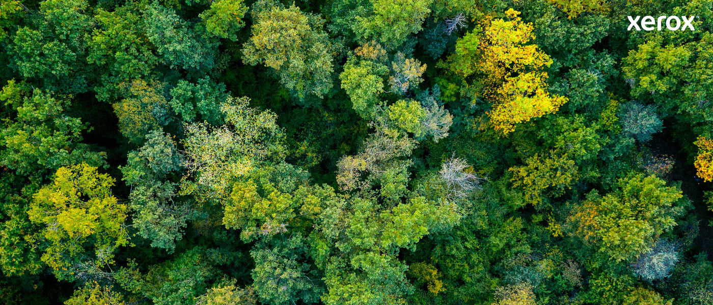 Xerox Genuine ® B225 Multifunction Printer/B230 Printer/B235 Multifunction Printer Black Standard capacity Toner Cartridge (1200 Pages) - 006R04399