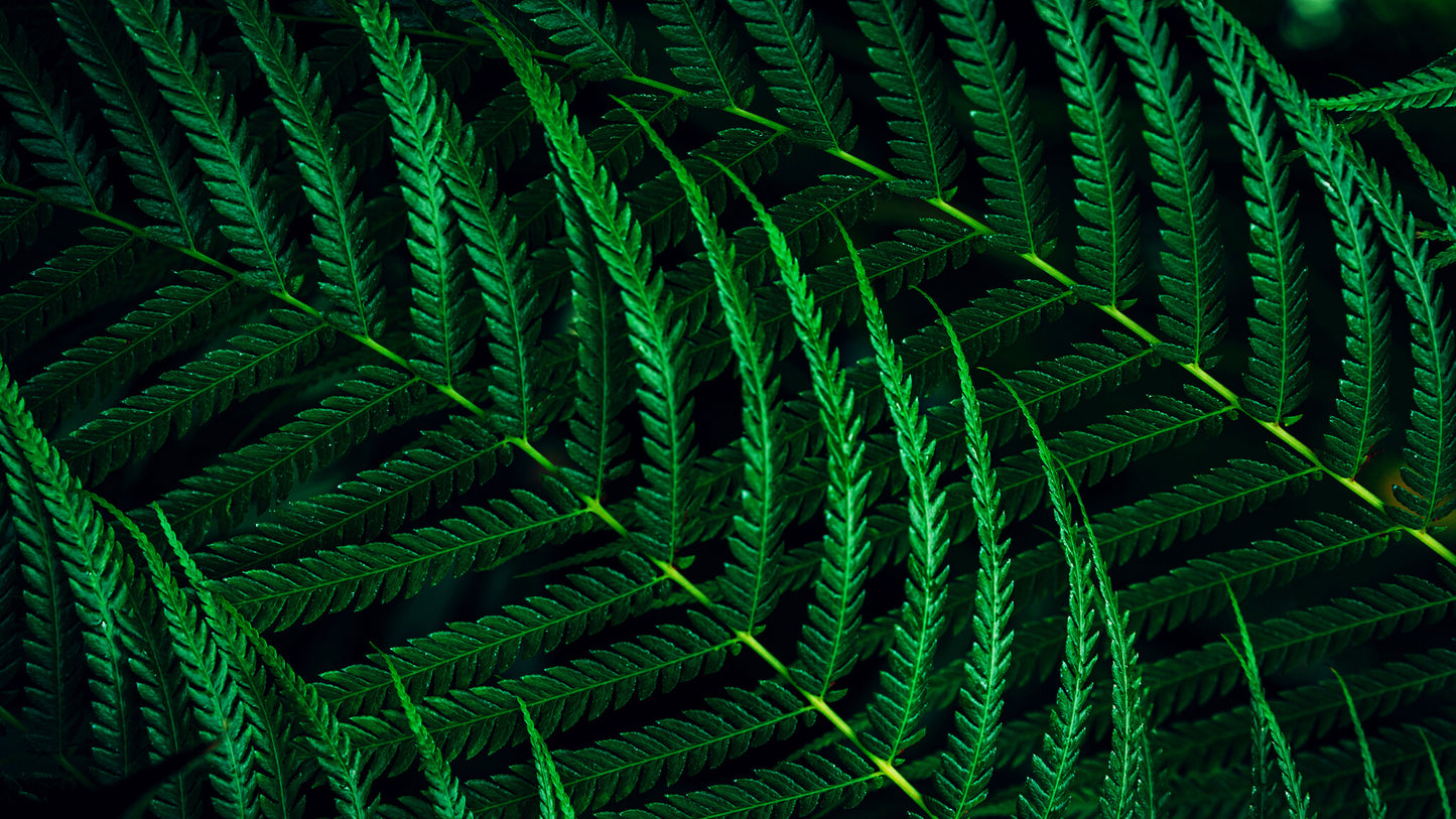 Philips 5000 series 24B2G5200/00 computer monitor 60.5 cm (23.8") 1920 x 1080 pixels Full HD LCD Anthracite