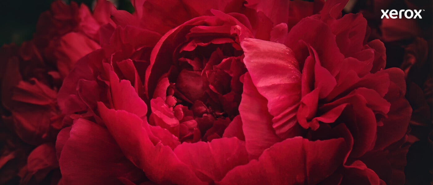 Xerox Genuine ® C310 Color Printer/C315 Color Multifunction Printer Yellow Standard capacity Toner Cartridge (2000 Pages) - 006R04359