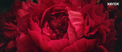 Xerox Genuine ® C310 Color Printer/C315 Color Multifunction Printer Cyan Standard capacity Toner Cartridge (2000 Pages) - 006R04357